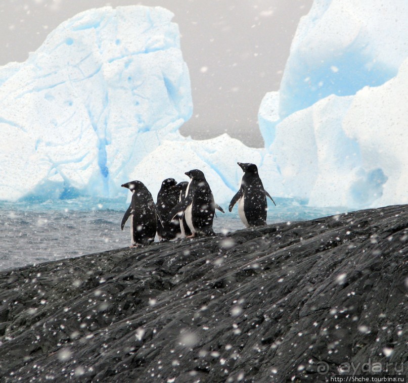 Антарктида — посмотреть или посетить