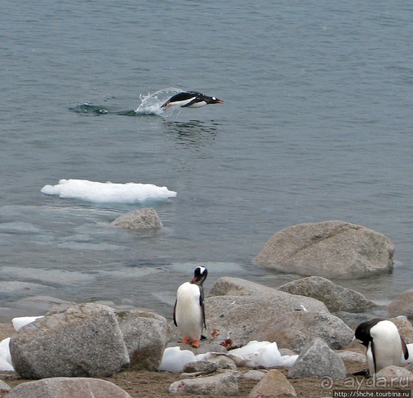 Антарктида — посмотреть или посетить