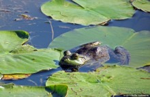 Озеро в парке North Chagrin Reservation под Кливлендом