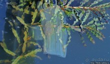 Озеро в парке North Chagrin Reservation под Кливлендом