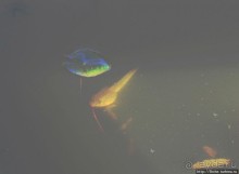 Озеро в парке North Chagrin Reservation под Кливлендом