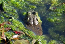 Озеро в парке North Chagrin Reservation под Кливлендом