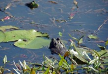 Озеро в парке North Chagrin Reservation под Кливлендом