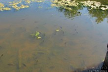 Озеро в парке North Chagrin Reservation под Кливлендом