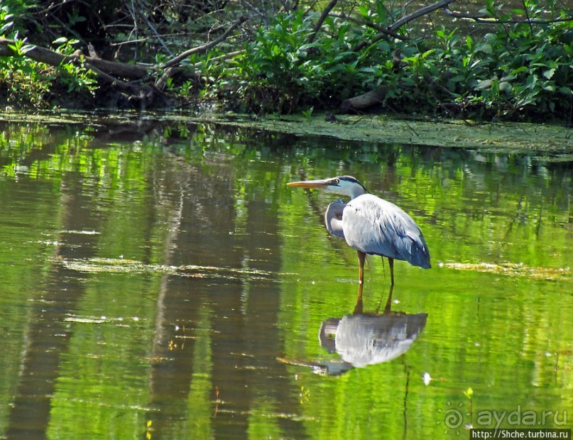 Озеро в парке North Chagrin Reservation под Кливлендом