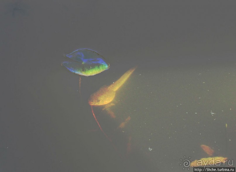 Озеро в парке North Chagrin Reservation под Кливлендом