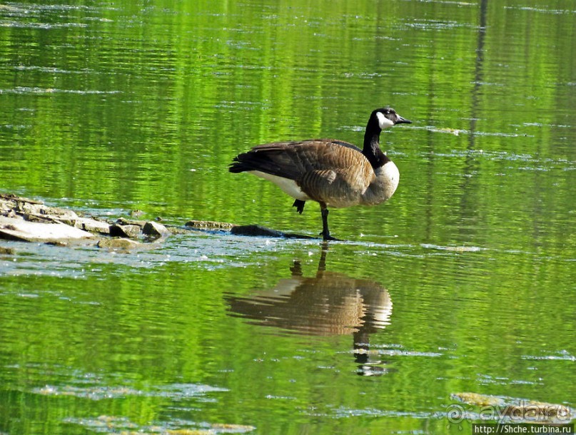 Озеро в парке North Chagrin Reservation под Кливлендом