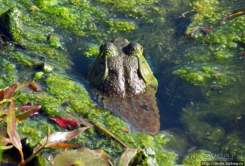 Озеро в парке North Chagrin Reservation под Кливлендом