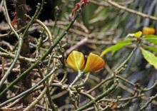 Заповедник дикой природы — барбадосский вариант