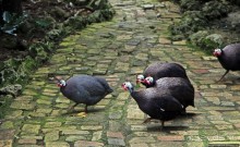 Заповедник дикой природы — барбадосский вариант