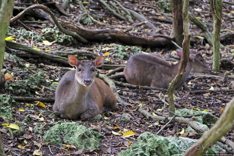 Заповедник дикой природы — барбадосский вариант