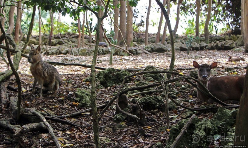 Заповедник дикой природы — барбадосский вариант