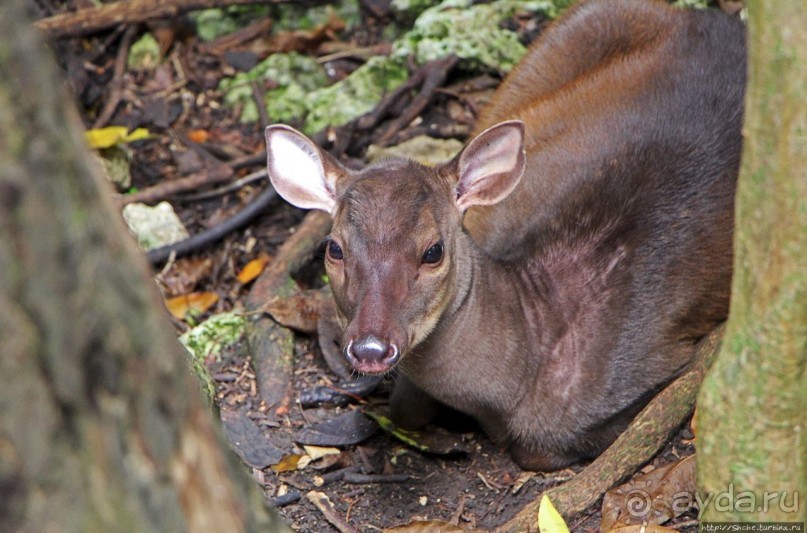 Заповедник дикой природы — барбадосский вариант