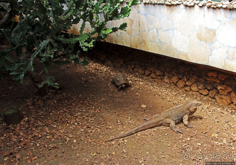 Заповедник дикой природы — барбадосский вариант