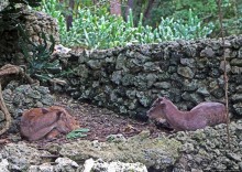 Заповедник дикой природы — барбадосский вариант