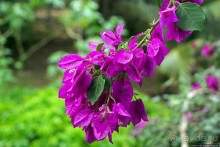 Заповедник дикой природы — барбадосский вариант