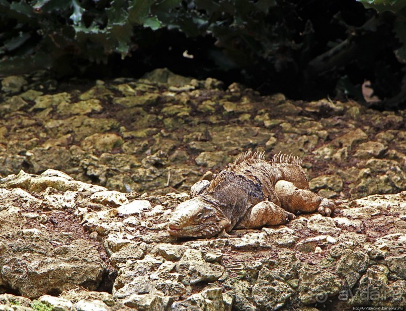 Заповедник дикой природы — барбадосский вариант