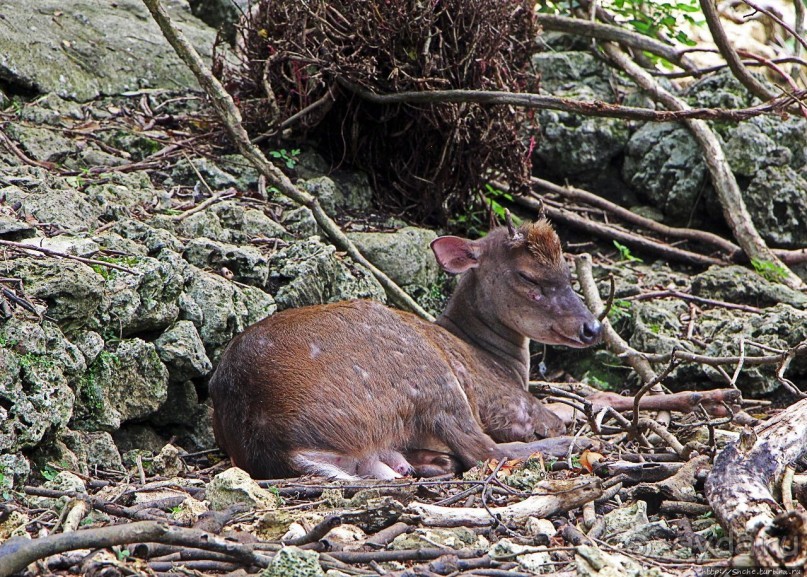 Заповедник дикой природы — барбадосский вариант