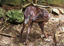 Заповедник дикой природы — барбадосский вариант