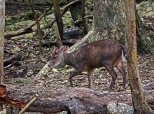 Заповедник дикой природы — барбадосский вариант