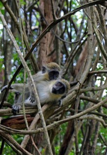 Заповедник дикой природы — барбадосский вариант