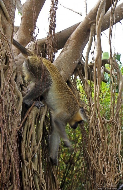 Заповедник дикой природы — барбадосский вариант