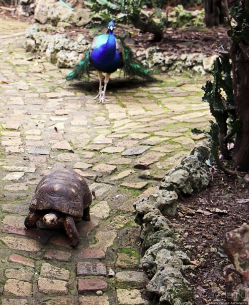 Заповедник дикой природы — барбадосский вариант
