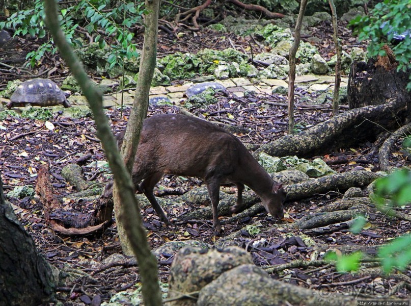 Заповедник дикой природы — барбадосский вариант