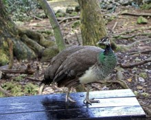 Заповедник дикой природы — барбадосский вариант