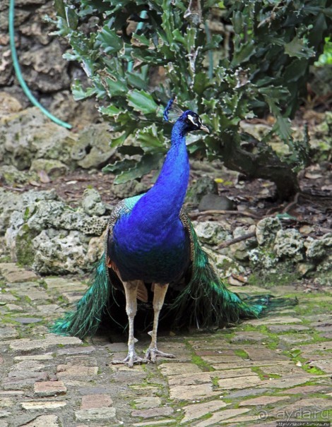 Заповедник дикой природы — барбадосский вариант