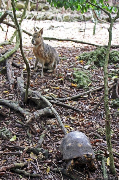 Заповедник дикой природы — барбадосский вариант