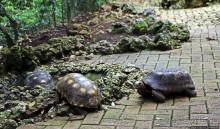 Заповедник дикой природы — барбадосский вариант