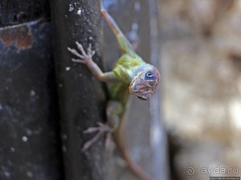 Заповедник дикой природы — барбадосский вариант