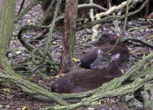 Заповедник дикой природы — барбадосский вариант