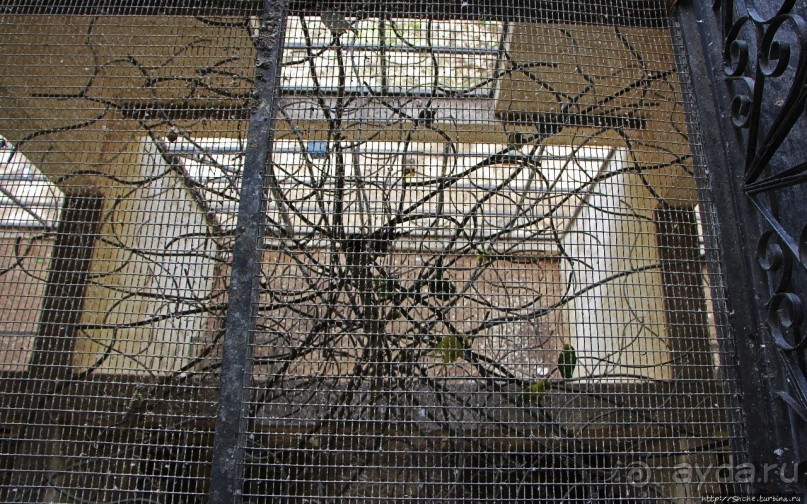 Заповедник дикой природы — барбадосский вариант