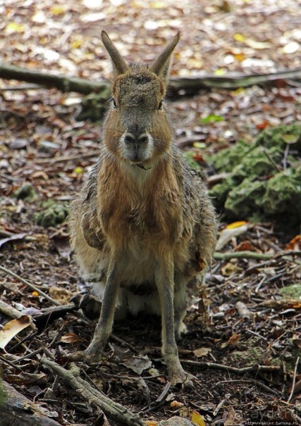 Заповедник дикой природы — барбадосский вариант