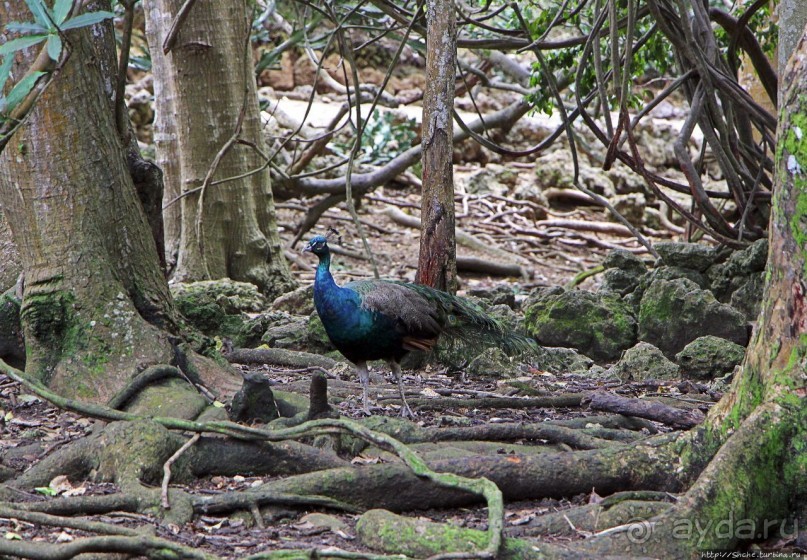 Заповедник дикой природы — барбадосский вариант