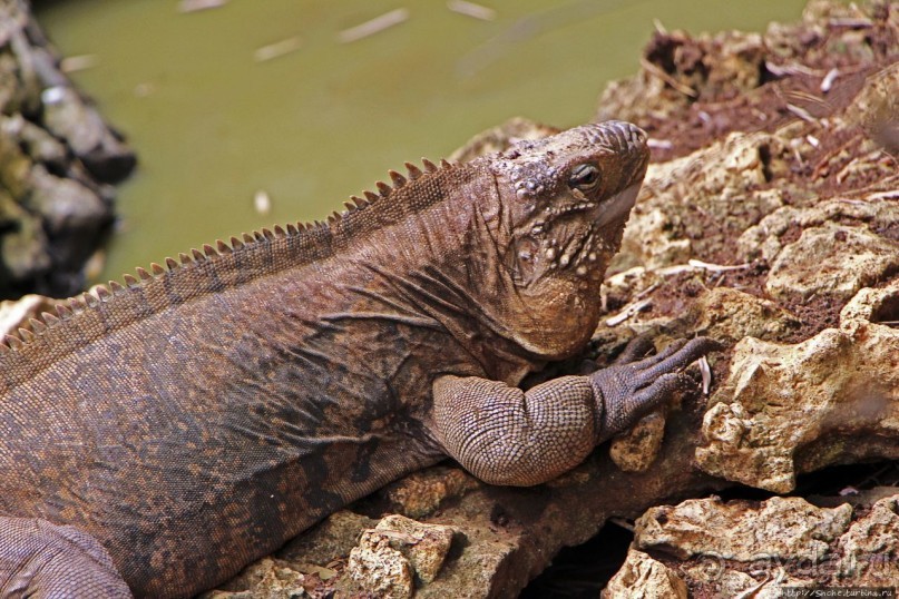 Заповедник дикой природы — барбадосский вариант