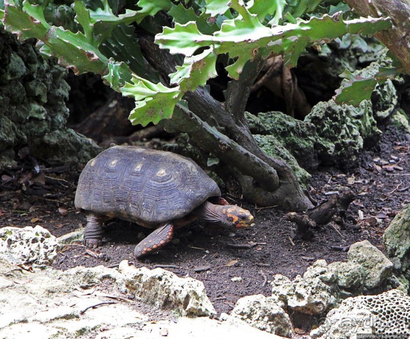 Заповедник дикой природы — барбадосский вариант