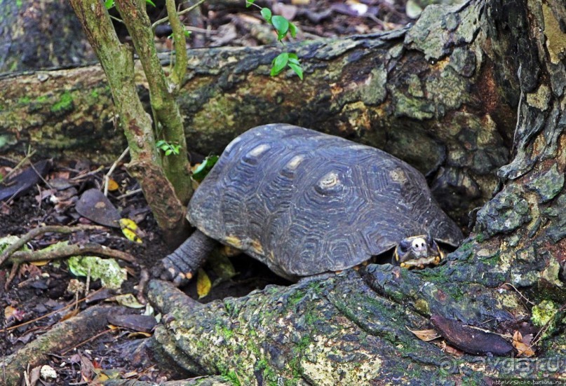 Заповедник дикой природы — барбадосский вариант