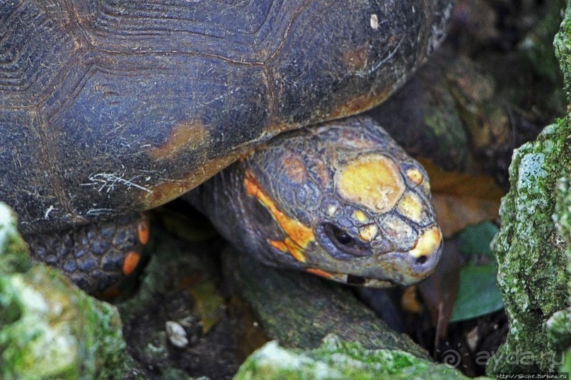 Заповедник дикой природы — барбадосский вариант