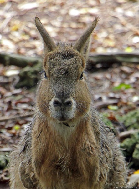Заповедник дикой природы — барбадосский вариант