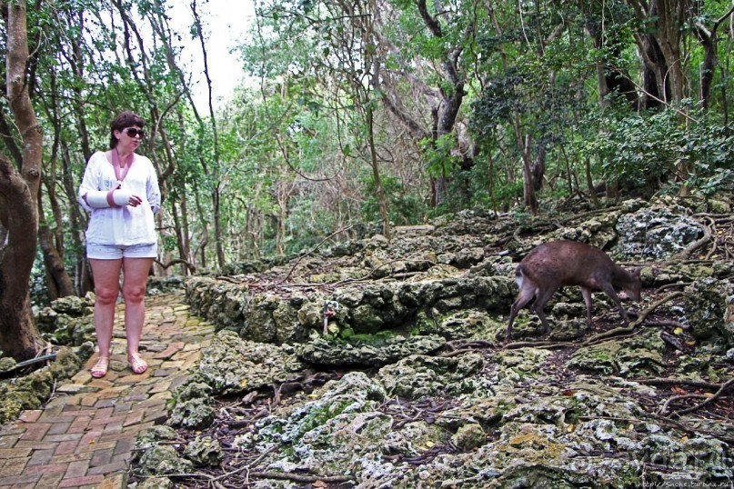 Заповедник дикой природы — барбадосский вариант
