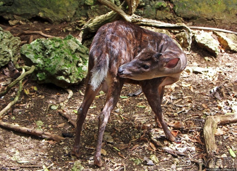 Заповедник дикой природы — барбадосский вариант