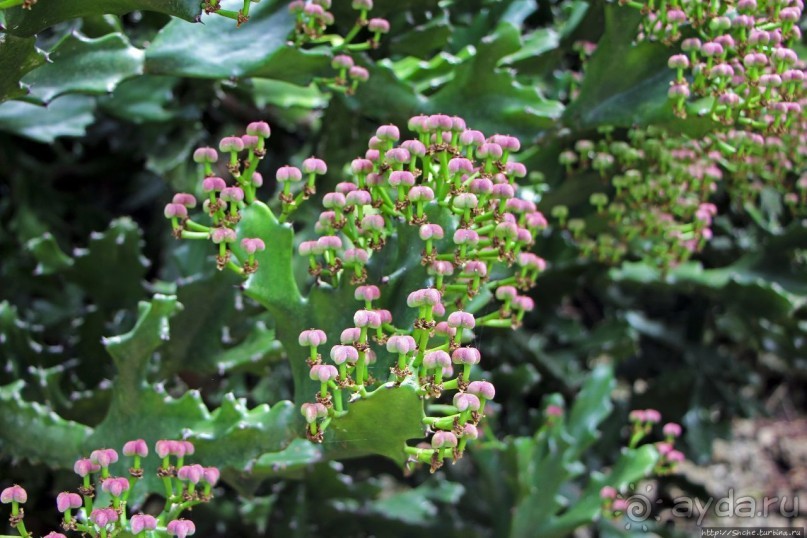 Заповедник дикой природы — барбадосский вариант
