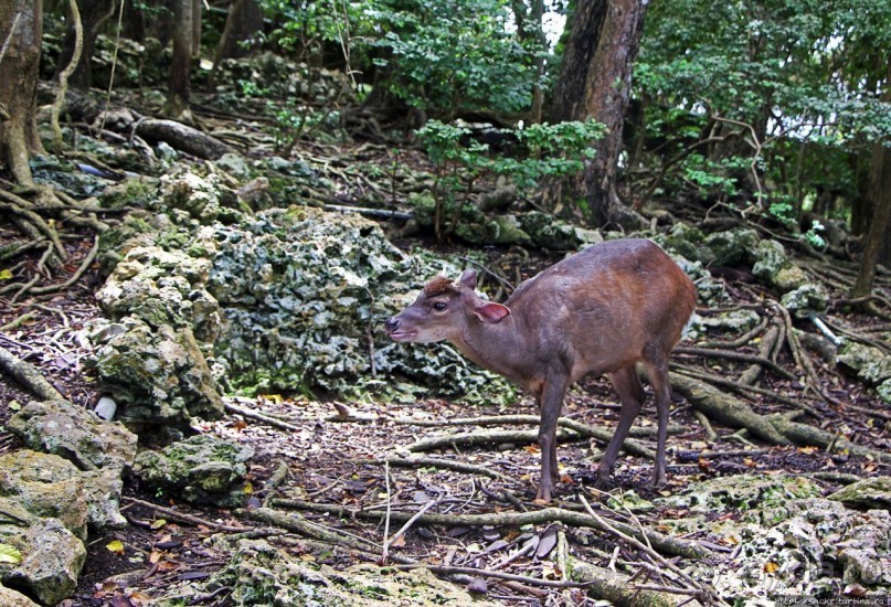 Заповедник дикой природы — барбадосский вариант