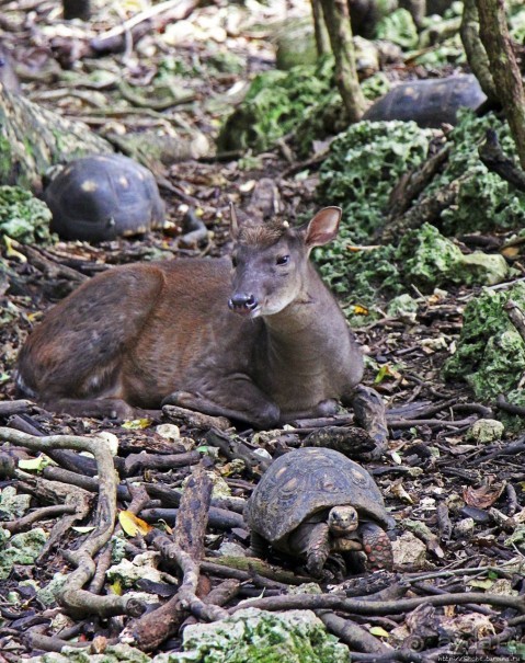 Заповедник дикой природы — барбадосский вариант