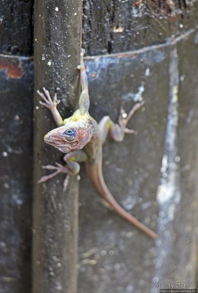 Заповедник дикой природы — барбадосский вариант