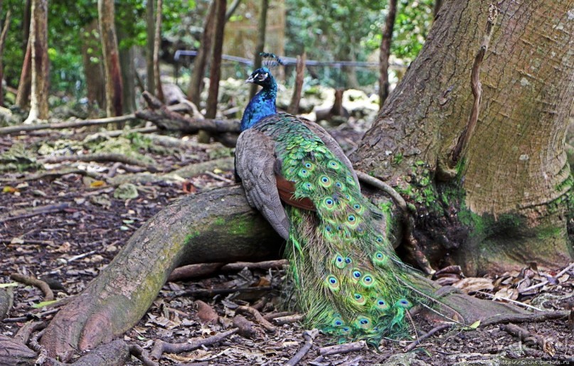 Заповедник дикой природы — барбадосский вариант