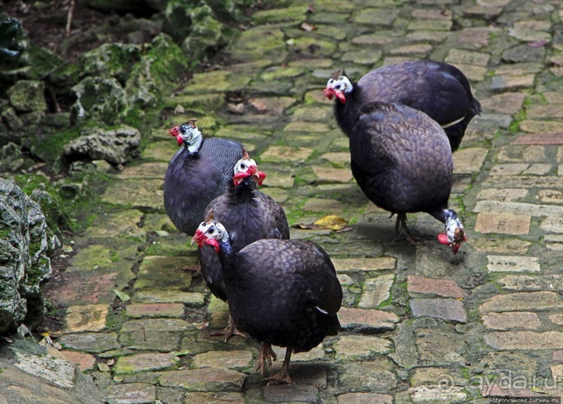 Заповедник дикой природы — барбадосский вариант
